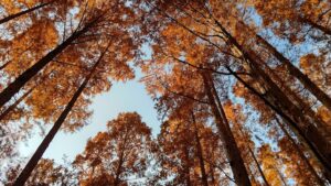 『メタセコイアの森』を見に♪　紅葉の見頃じゃなくても楽しめる