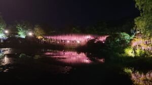 5月の『あしかがフラワーパーク』　昼と夜の大藤をどっちも堪能♪