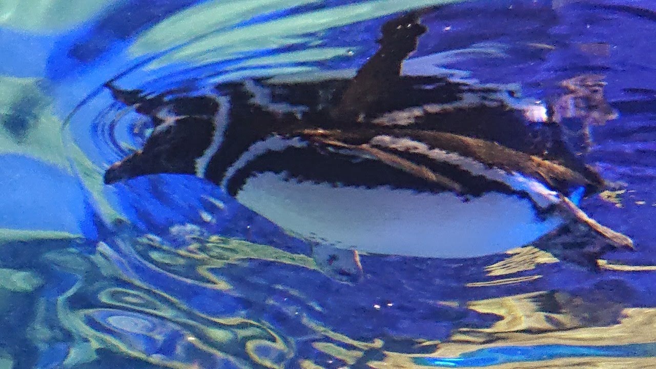 スカイツリーの中でペンギンに会える♪　東京のオアシス『すみだ水族館』