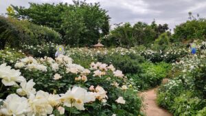 バラの海『横浜イングリッシュガーデン』を散策♪　～5月は春バラが見頃～