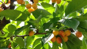 沼田市の『果実の里　原田農園』で食べ放題のさくらんぼ狩り体験♪