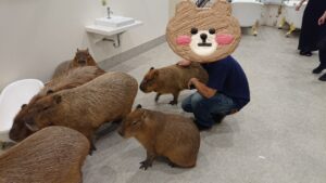 かなり触れる♪『アニタッチみなとみらい』で幸せタイム