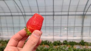 『道の駅グランテラス筑西』の『ストロベリーランド』でいちご狩り体験♪
