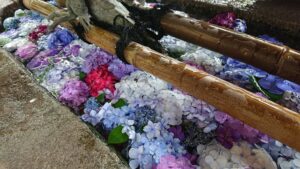 『雨引観音』の「あじさい祭」孔雀や動物たちにも会えました♪