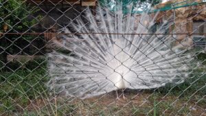 夏の『東武動物公園』は夜デート日和♪～「サマーナイトズー」を満喫～