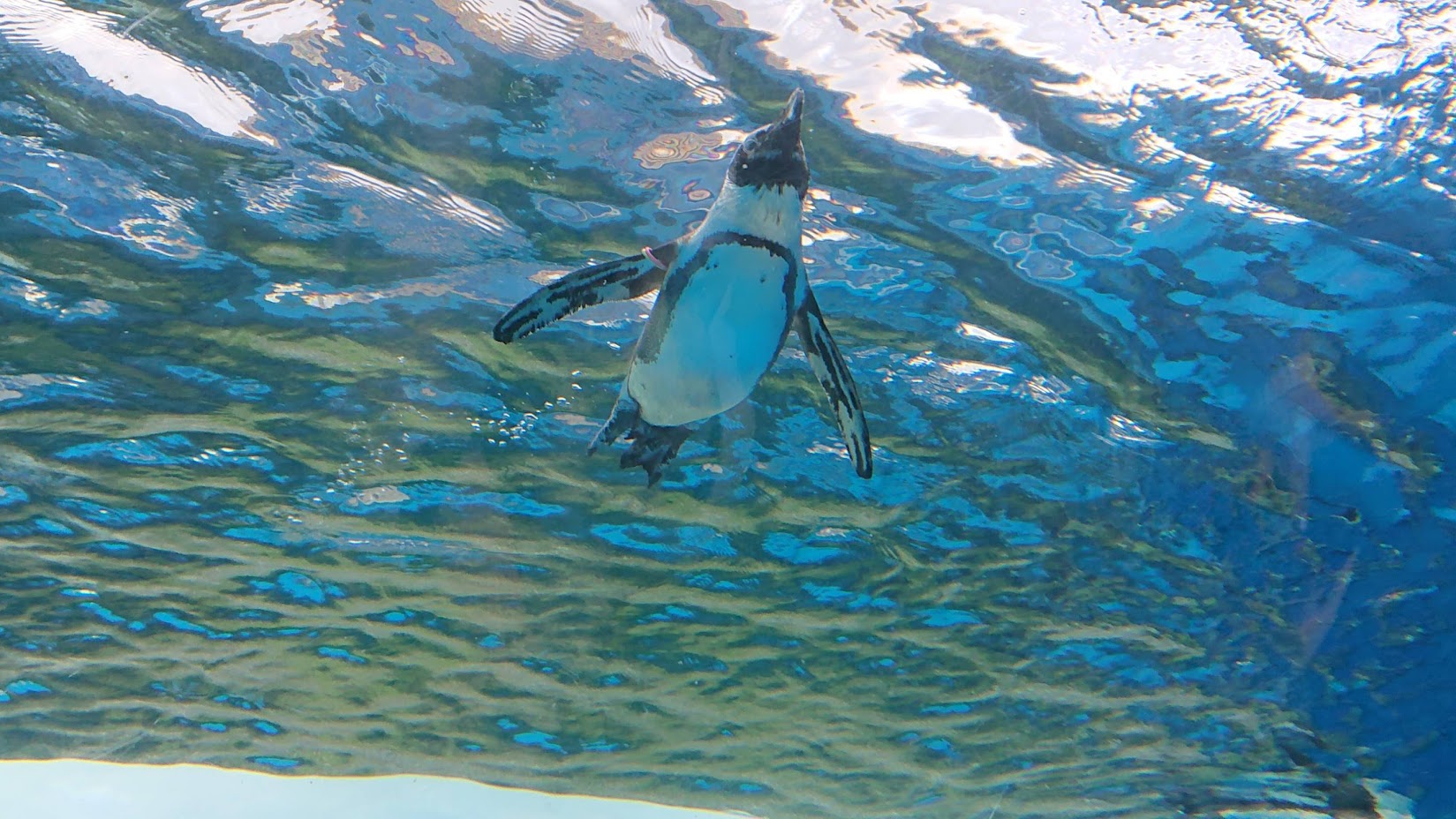 ペンギンが空を飛ぶ日『サンシャイン水族館』で大人のデート♪