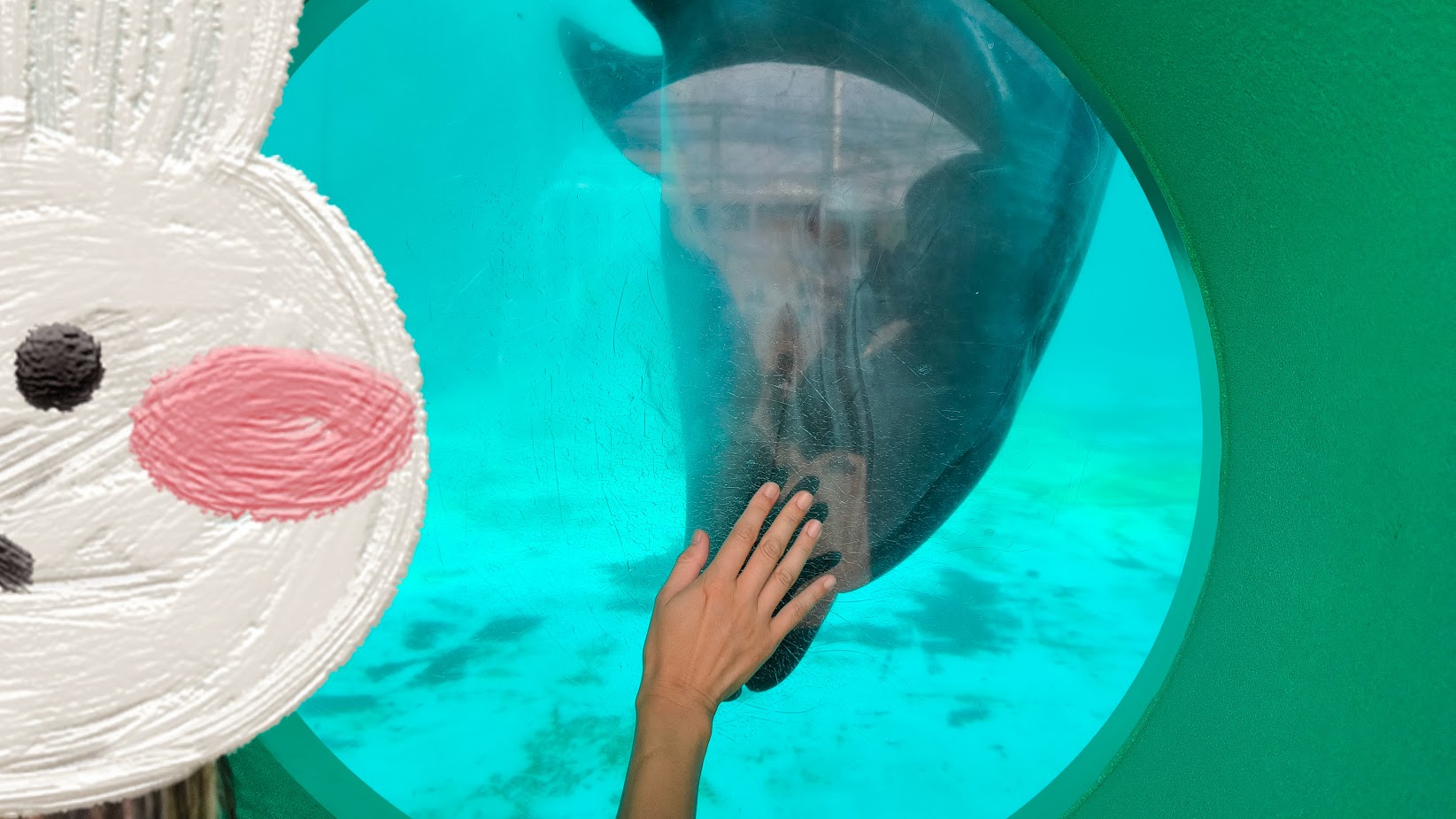 とにかくイルカ推し!『八景島シーパラダイス』で水族館エリアだけ遊んできました♪