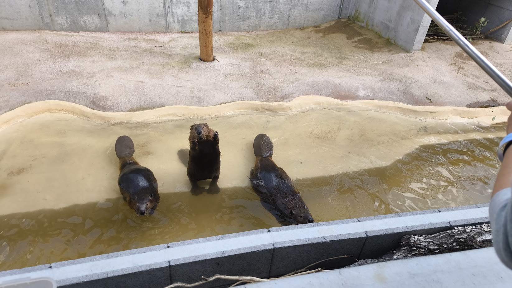 キリンやビーバーと家族に♪『霞ヶ浦どうぶつとみんなのいえ』で触れ合い体験