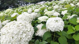 風鈴通りに咲くアナベル～『権現堂堤』の『あじさいまつり』で散歩デート♪～