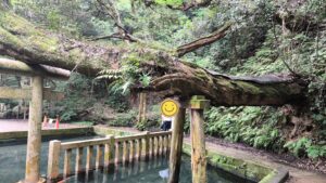 鹿と触れ合い湧水に癒される♪夏の『鹿島神宮』で参拝デート